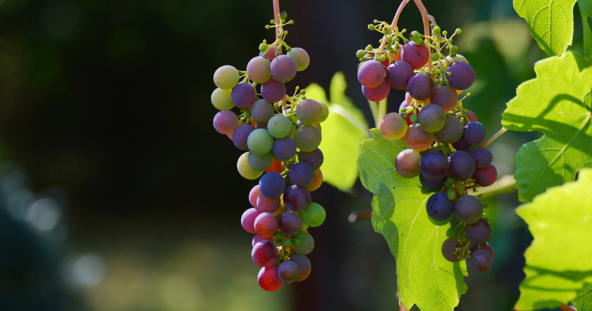 Wein auf Balkon anbauen