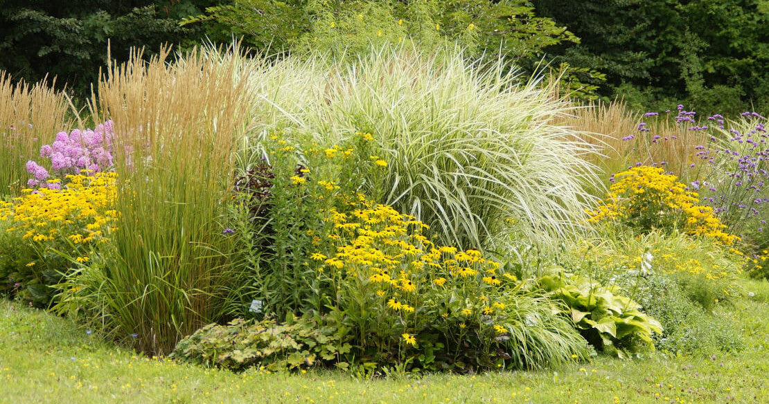 Stauden schneiden Gartentipps für Ihr Staudenbeet ELEO
