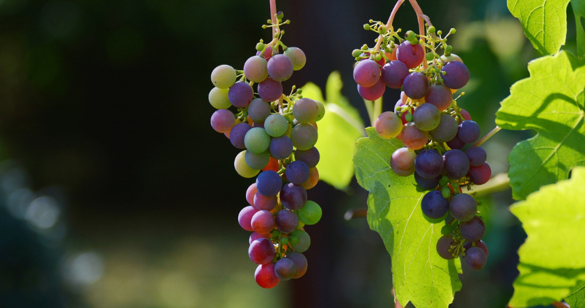Weinreben auf dem Balkon  geht das? I ELEO Garten