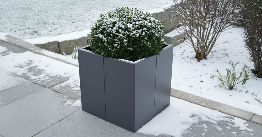 Winterharte Kbelpflanzen: Diese Pflanzen berstehen Frost im Pflanzk