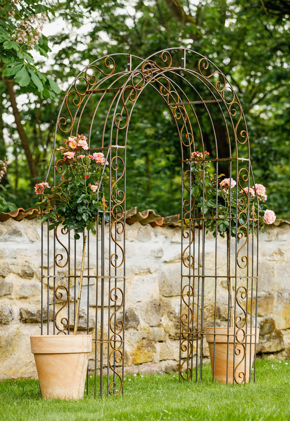 Rosenbogen Calabria Gesamtansicht stehend mit Rosen